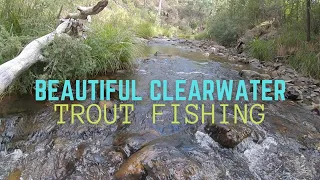 Fantastic Victorian trout fishing, big day in clear water Vic streams.