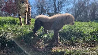 Cheetah Rosalie and Cub Vocalizing