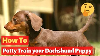 How to Potty Train a Dachshund puppy? The Easiest method Possible...