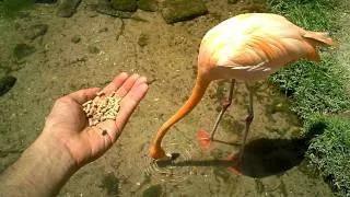 Flamingo Eating From Hand