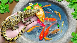 Most Amazing Hunt Crocodiles, Koi, Guppies, Turtle, Yellow Fish and Many Kinds of Beautiful Fish