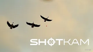 Охота на гуся ShotKam Goose Hunting