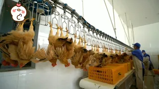 линия убоя птицы, перосъёмная машина, водяное охлаждение, changxun, Китай