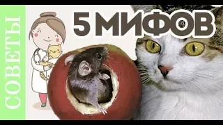 Основные мифы в кормлении кошки. ТОП 5 мифов. Часть 1