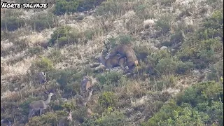 BERREA: Macho cuidando su harén y realizando copulas. A la tercera va la vencida!