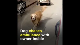 Dog refuses to leave owner, runs behind ambulance