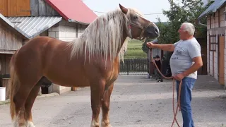 Konie Sokólskie u Jerzego Kondratiuka-  Rolnik z Podlasia