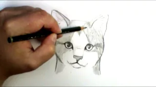 How to draw a cat face