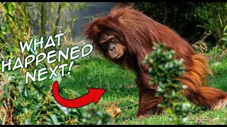 Orangutans Were Dying Of LONELINESS, Until These RASCALS Moved In With Them. What Happened Next!