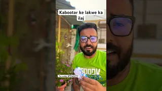 Kabootar ke lakwe ka ilaj #pigeon #pigeons #kabootar #kabutar #viral #trendingreels #shorts