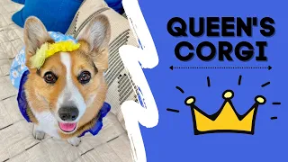 The Queen’s Corgi #shorts #corgi