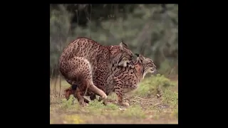 Wild Cat Mating