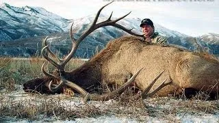 Utah Elk Statewide Hunt 414" Huge Bull - MossBack