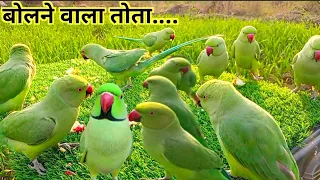 Parrot Sounds Natural Videos| Parrot Sounds Natural| Parrot Videos| Tanishu Singh Miniature