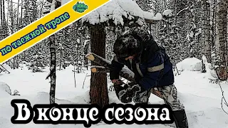 Охота. Жизнь в тайге. Сезон охоты заканчивается. Попался соболь в проходной капкан.