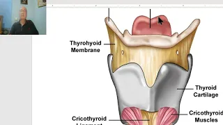 Anatomy for applied medical science(Respiratory Department) 3 (Larynx), by Dr.Wahdan