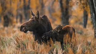 Wildlife Photography Moose Hunting