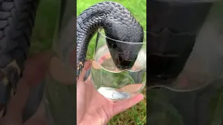 Змея  пьет воду из стакана!!! / The snake drinks water from a glass / #shorts