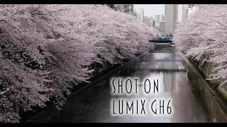 【Panasonic DC-GH6 LUMIX（ルミックス）】SAKURA ～目黒～＜ヨドバシカメラ社員が撮影しました＞