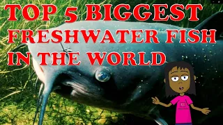 TOP 5 BIGGEST FRESHWATER FISH IN THE WORLD