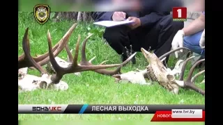 Незаконная охота в заказнике Новогрудского района. Зона Х