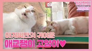 장소 불문! 아저씨 앞에서 ‘애교쟁이’가 되는 고양이😻 I TV동물농장 (Animal Farm) | SBS Story