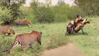 Leopard Attack Wild Dogs - What Happen Next in Nature?