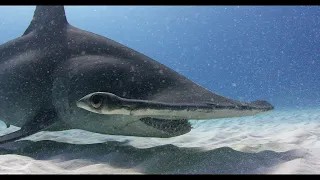 SHARK NIGHTMARE OR DREAM? - ANDY BRANDY CASAGRANDE IV - ABC4EXPLORE