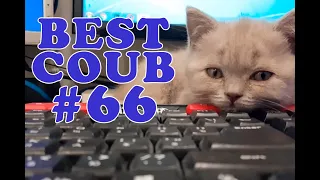 BEST COUB #66 ЛЮТЫЕ ПРИКОЛЫ COUB