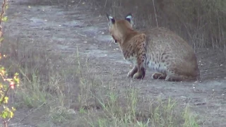 South Texas Bobcat (Lynx rufus) hunting field mice