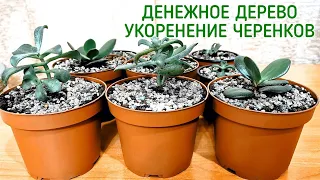 Денежное дерево. Толстянка. Укоренение черенков.