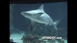 INTERCOT: The Living Seas - Preshow Movie, Hydrolators & Sea Cabs - 2000