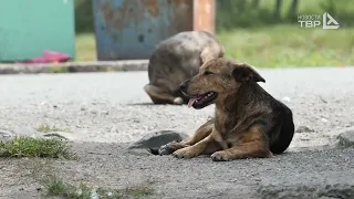 Режим повышенной готовности из за бродячих собак в Приморском крае