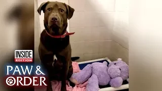 Paw & Order: Puppy Sheriff Helps Shelter 'Interrogate' Lab Over Ripped Doll