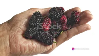 Easy ways on how to grow blackberries from seed