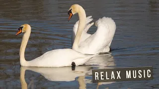 Amazing Romantic Music from All Adversity! Relax Music of Angels For Peace and Bliss!