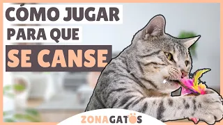 Cómo JUGAR con tu gato para que se CANSE físicamente