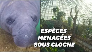 Au zoo de Beauval, la plus grande jungle de France ouvre ses portes au public