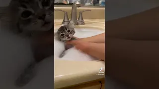 Giving my Foster Kittens a Flea Bath Pt.1