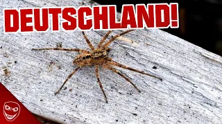 GIFTIGE Nosferatu SPINNE in DEUTSCHLAND aufgetaucht! #Shorts