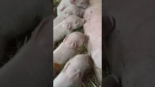 Поросята на подсосе. Как свиноматка кормит новорожденных поросят на ферме? Свиноводство #shorts