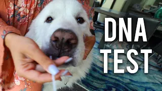 WE DNA TESTED OUR PETS! *shocking results*