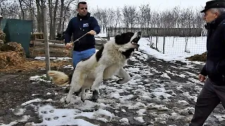 CIOBANESC DE BUCOVINA PERICULOS, SARE SA MUSTE! LA CANISA DE COLELIA A DOMNULUI PETRE TATARU.