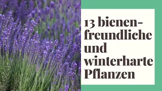 13 Bienenfreundliche und winterharte Pflanzen - So klappt's mit der Pflanzenpflege garantiert!