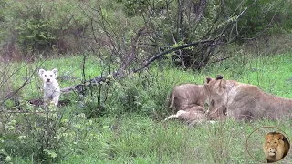 Exclusive A New White Lion Cub Born In Greater Kruger National Park