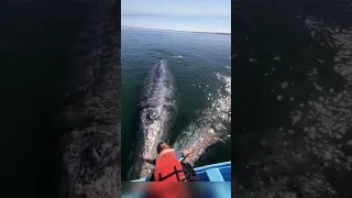 Two Giant Blue Whales Came Near Boat #shorts #oceanlife