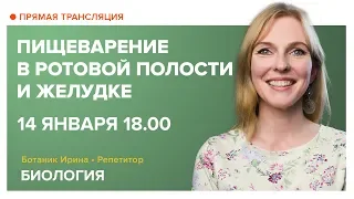 Биология | Пищеварение в ротовой полости и желудке