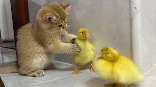 Cute kitten invites ducklings to play together!