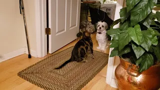 ベンガル 猫 vs 犬  Bengal cat vs Dog