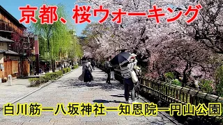 京都、桜ウォーキング。白川筋ー八坂神社ー知恩院ー円山公園。